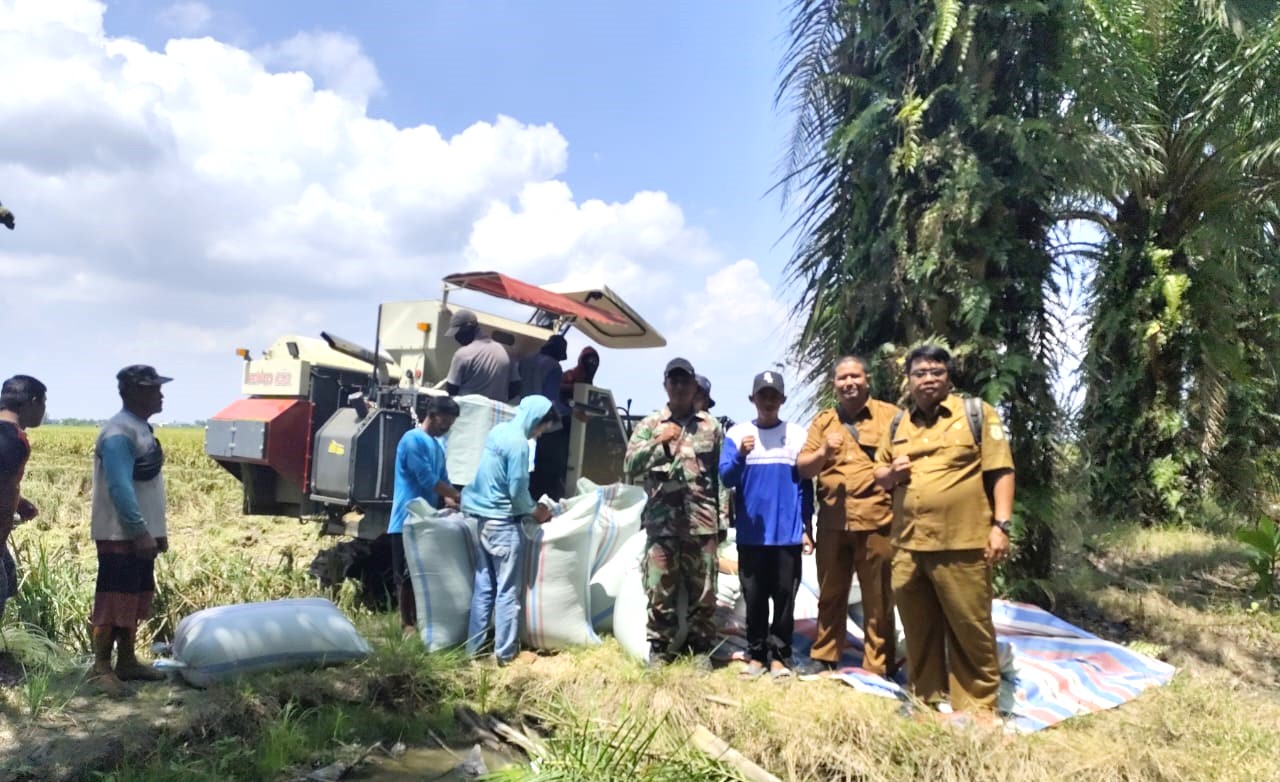 Dukung Ketahanan Pangan, Kabupaten Serdang Bedagai Gelar Panen Perdana Padi