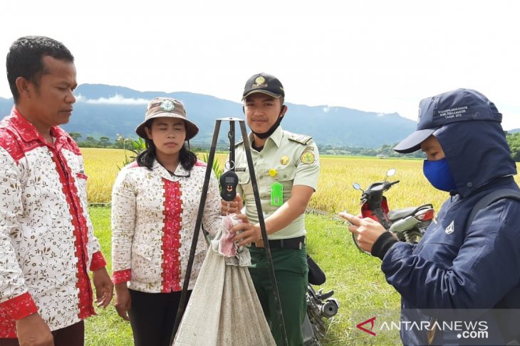 Polbangtan Medan ikut panen raya padi di Toba, hasilnya 8,1 ton per hektare