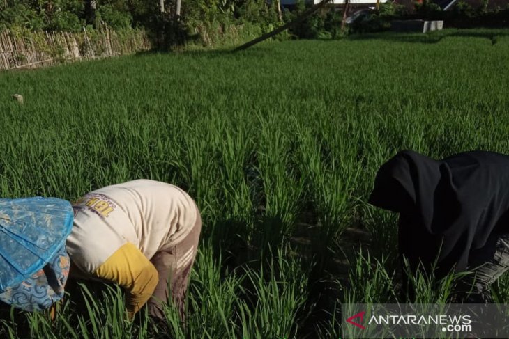 Penangulangan gulma  padi sawah  bersama mahasiswi 